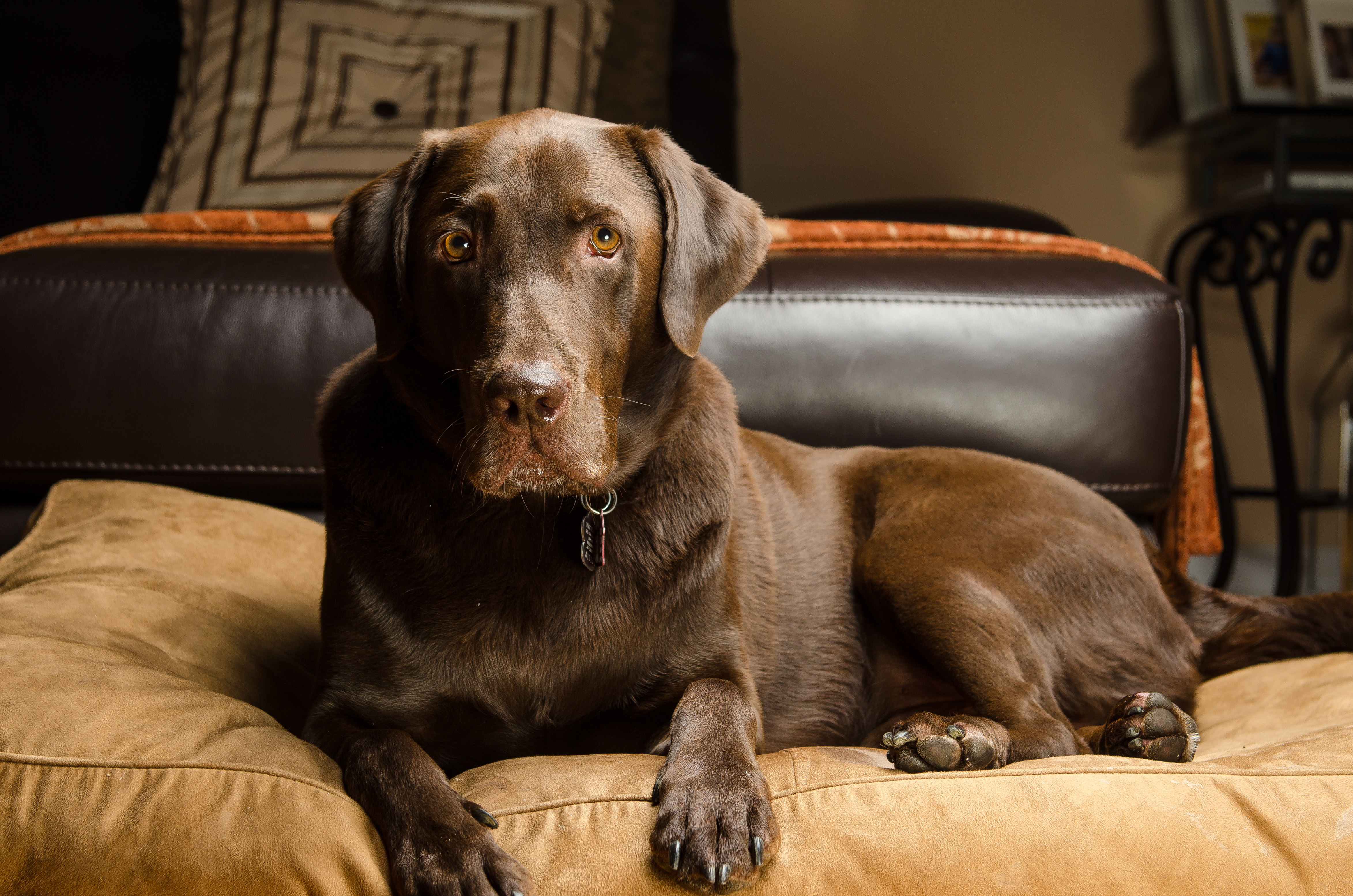 Give Your Dog a Variety of Fun Toys and Treats With a Subscription Box