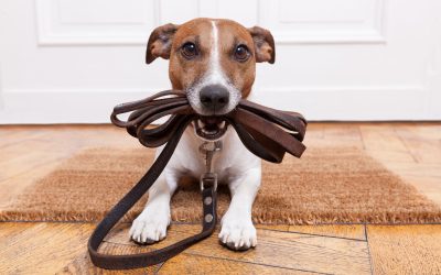 Playful Pooches: 3 Reasons to Give Your Pet a Fun Dog Toy Box